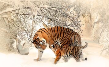 Czy matka pszczela czerwi w zimie?