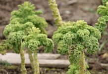 Kiedy dopłaty do Przezimowanych rodzin pszczelich 2023?