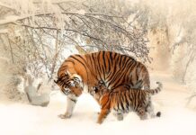 Jak długo matka w klateczce może być w ulu?