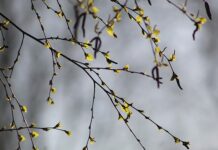 Czy brzoza nadaje się do wędzenia?