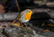 Jak uzyskać gęsty dym w wędzarni?