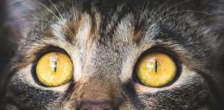 Po czym poznać że makrela wędzona jest świeża?