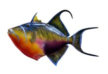 Jak solić rybę do wędzenia?