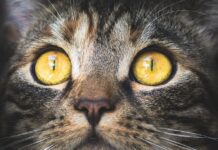 Jak Wędzić makrele zalewa?