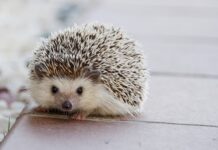 Jak się wkręca kołki? Jak się wkręca kołki?