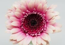 Czy można wędzić ryby i mięso razem?