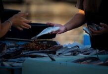 Kto może sprzedawać matki pszczele?