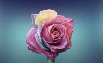 Czym się różni lata od kontrłaty? Czym się różni lata od kontrłaty?