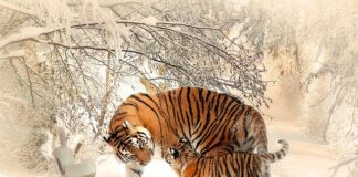 Ile razy matka pszczela wylatuje z ula?