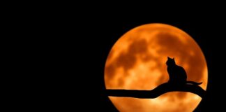 Jakie ciastka na Halloween?