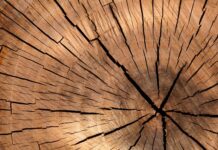 Czy można zrobić wędzarnię z drewna iglastego?