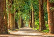 Czy można wędzić samym drzewem owocowym?