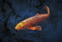 Jaki duży haczyk na karpia?