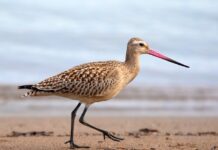 Czym się różni limuzyna od sedana? Czym się różni limuzyna od sedana?