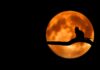 Jak szybko udekorować pokój na Halloween? Jak szybko udekorować pokój na Halloween?