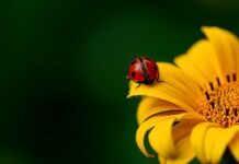 Jak wyprostować słupek w samochodzie? Jak wyprostować słupek w samochodzie?