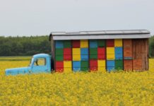 Czy można mieć ule na balkonie?