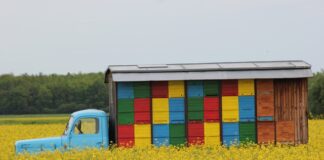 Czy można mieć ule na balkonie?