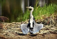 Jak długo suszyć drewno do wędzenia?