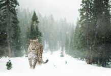 Ile Polska ma Leopard 2? Ile Polska ma Leopard 2?