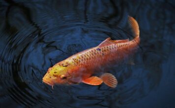 Jaki karp Lepszy duży czy mały?