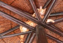 Czy trzeba Zacinać krokwie? Czy trzeba Zacinać krokwie?