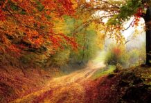 O jakiej porze najlepiej zaglądać do ula?