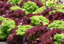 Jak wyhodować własne matki pszczele?