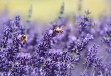 Jak sprawdzić czy pszczoły przyjmą matkę?