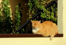 Po co Wygrzewać Wędzarnię?