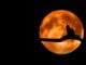 Gdzie można kupić dekoracje na Halloween?